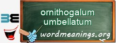 WordMeaning blackboard for ornithogalum umbellatum